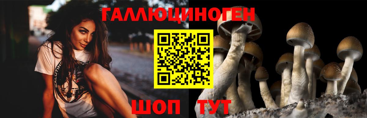 Галлюциногенные грибы Psilocybe Корсаков